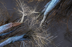 Blue tree in the night