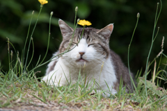 花かんむり