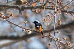 河津桜はまだでした