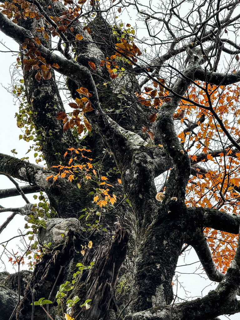 古木は今年も元気です