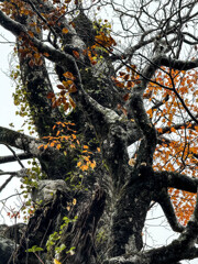 古木は今年も元気です
