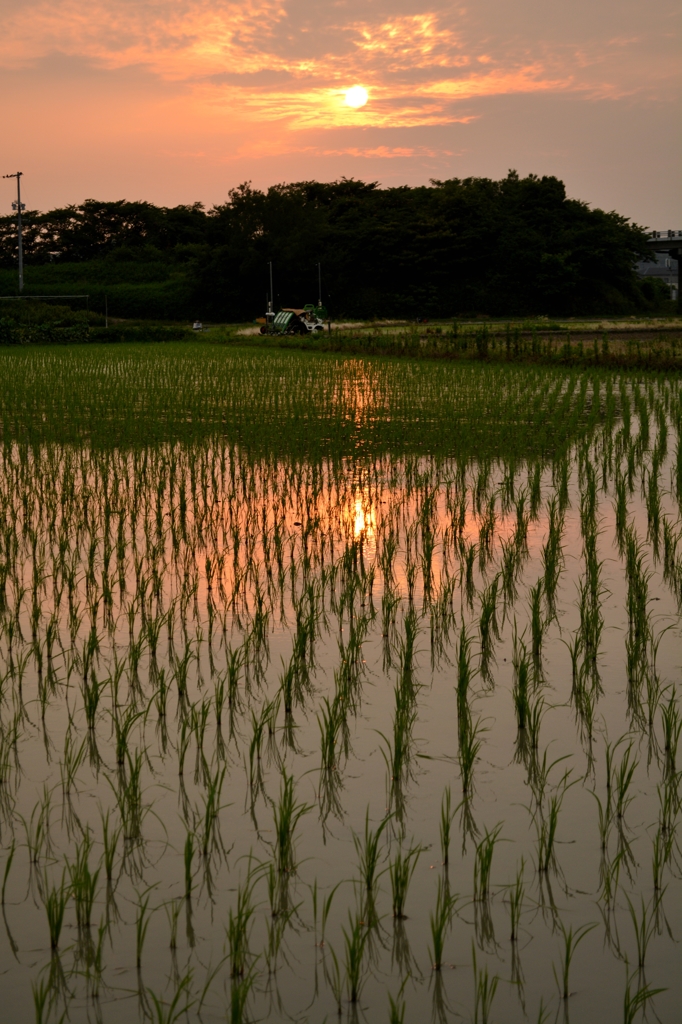 夕日、田に映る