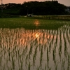 夕日、田に映る
