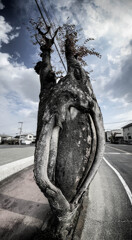 バオバブ化する街路樹　１