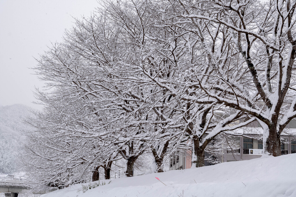 冬の桜並木