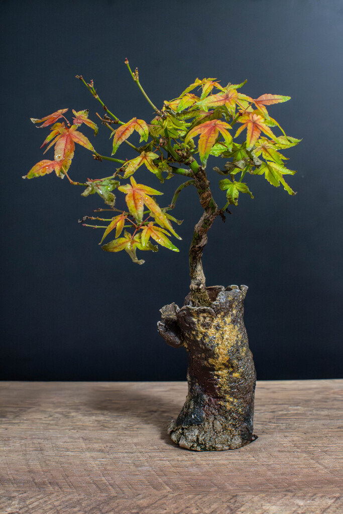 小さな紅葉