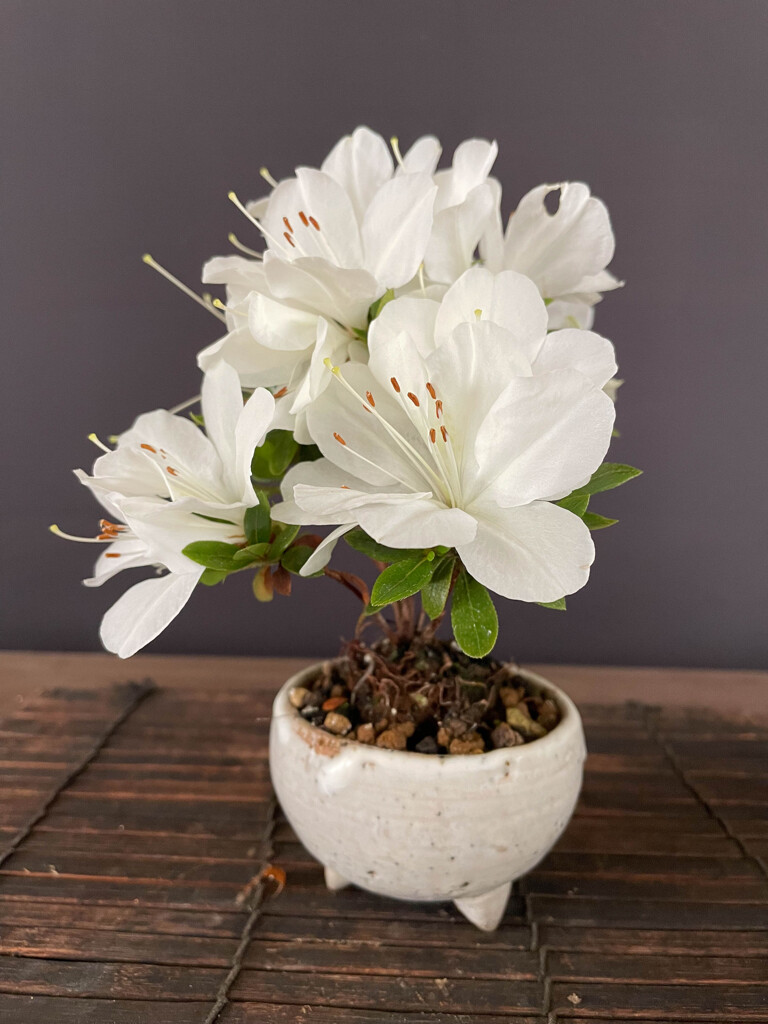 花がデカ過ぎです