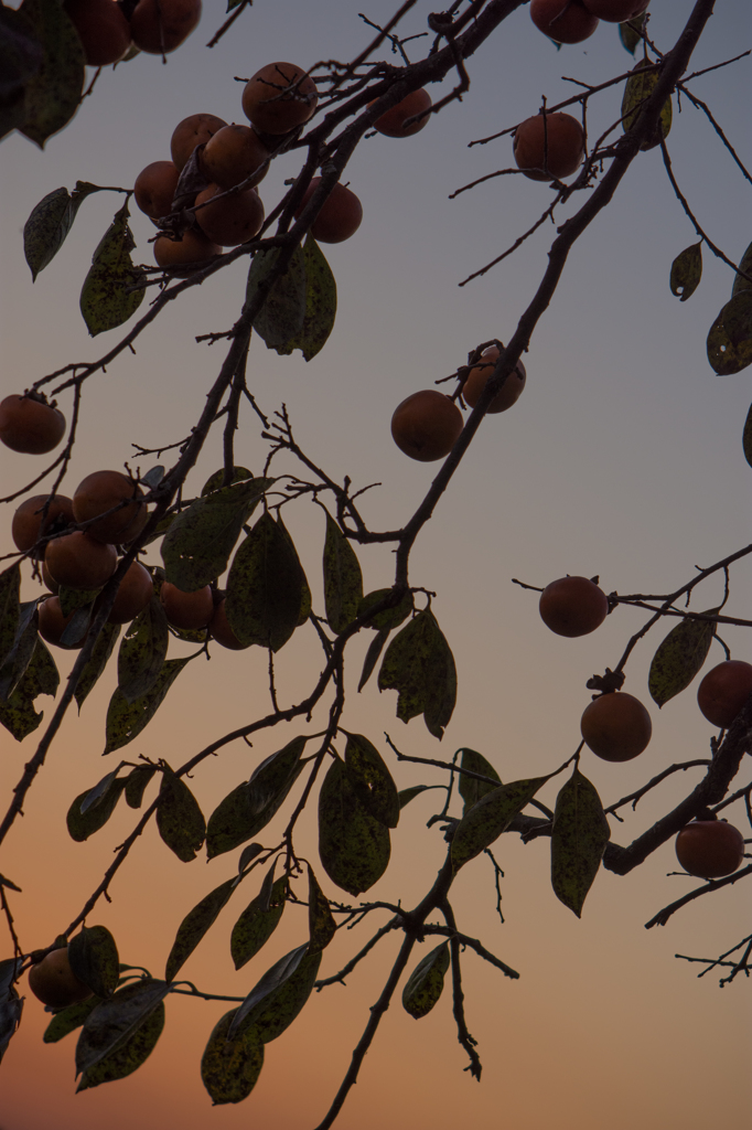 柿のある夕景