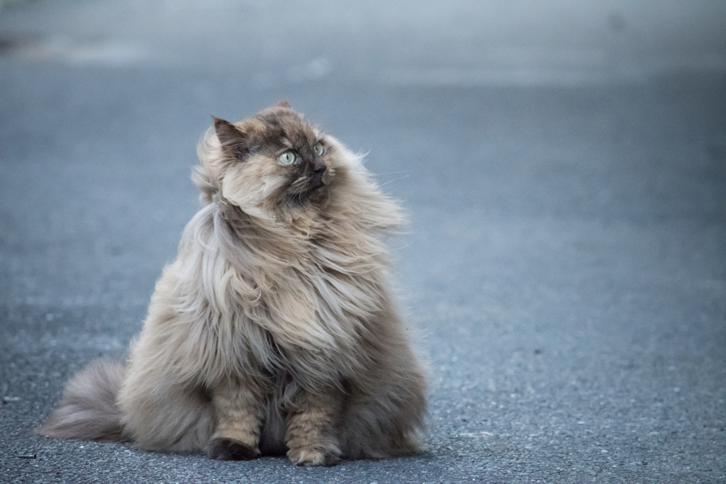 風になびく By Moppy Id 写真共有サイト Photohito