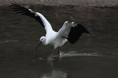 鶴に似てるから縁起物ということで(^^;)