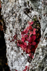 ささやかな紅葉