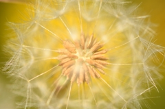 黄の花火
