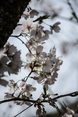 今日のSAKURA