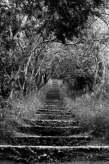 森の奥への階段