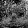 森の奥への階段