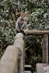 平均台だニャ