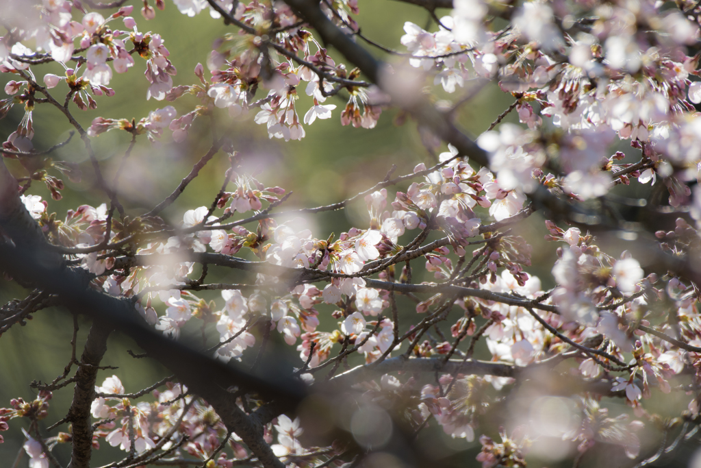 花は桜木、人は武士・・・(･_･)