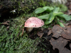 きのこシリーズ　８
