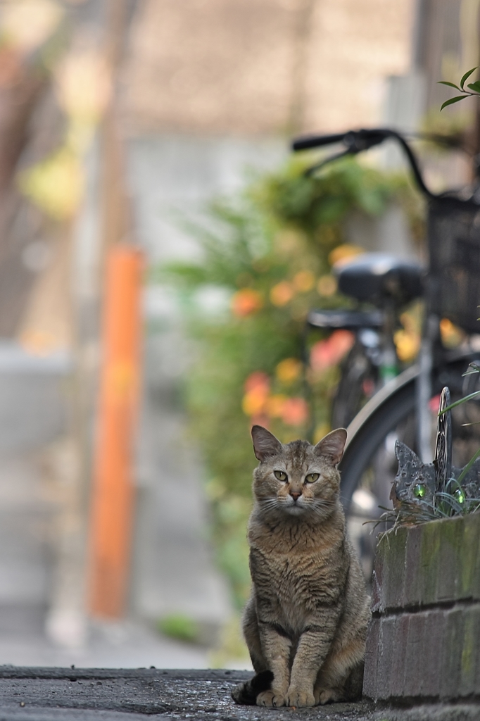 ネコのいる町