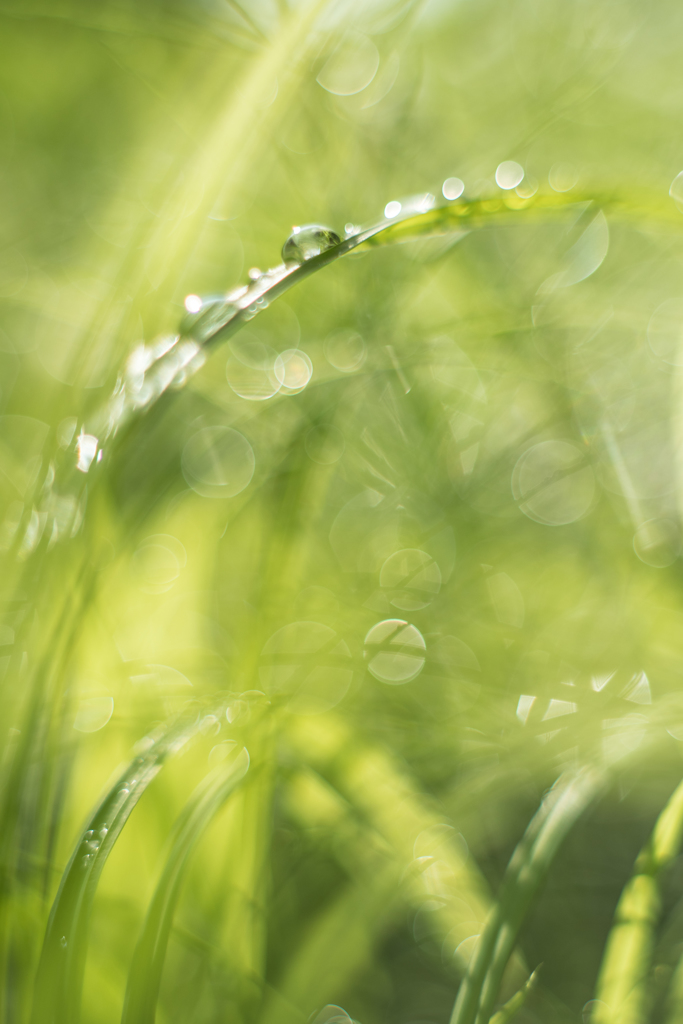 雨のあと