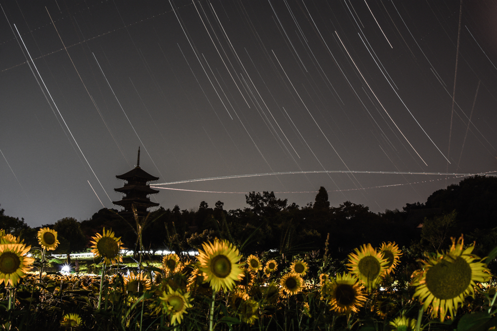 夜のサンフラワー