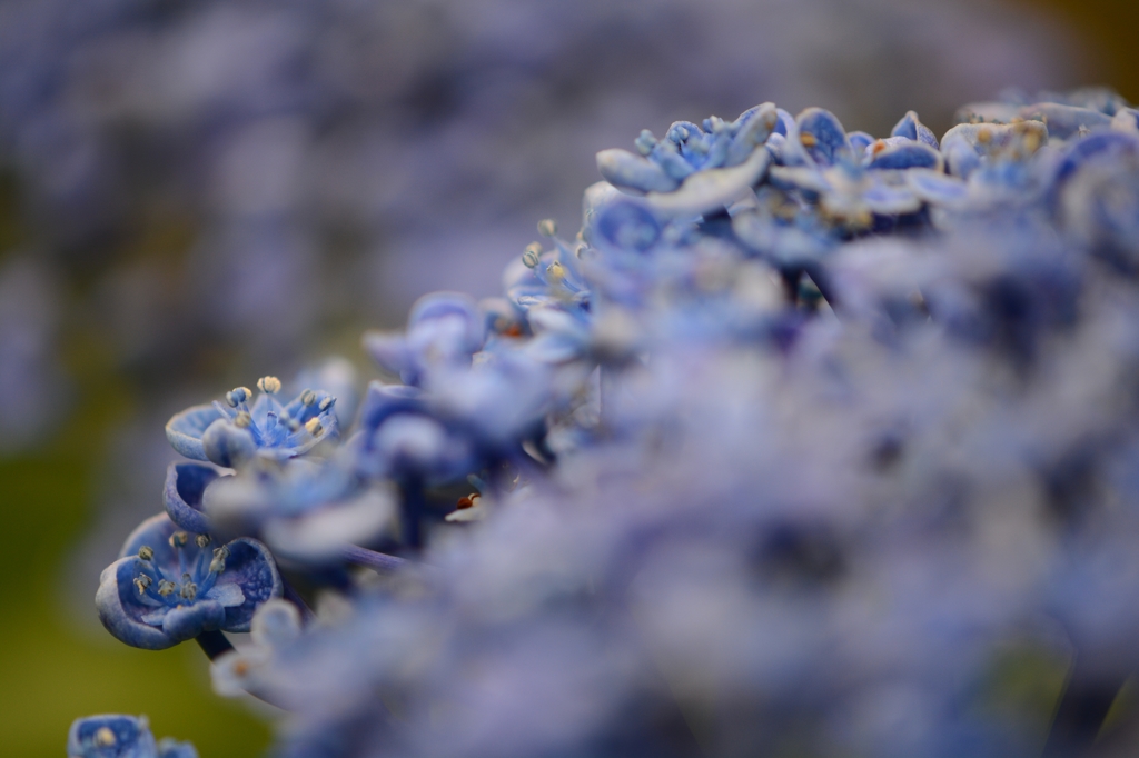 渦紫陽花の頃