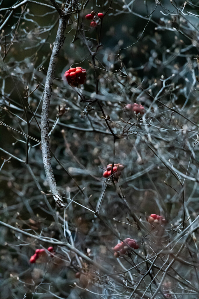 冬枯れの景　２