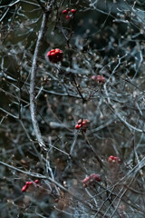 冬枯れの景　２