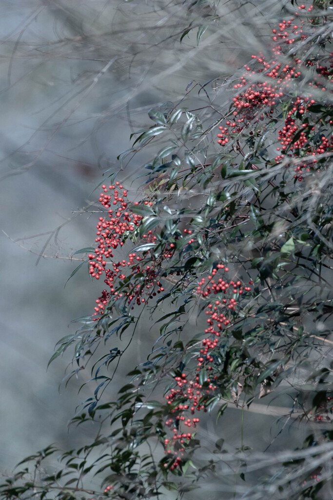 冬枯れの景　４