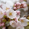 今日の桜色