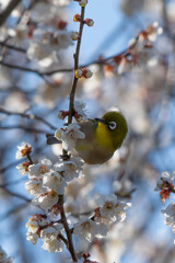 蜜が美味しいピヨ！