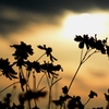 夕日、そして花々