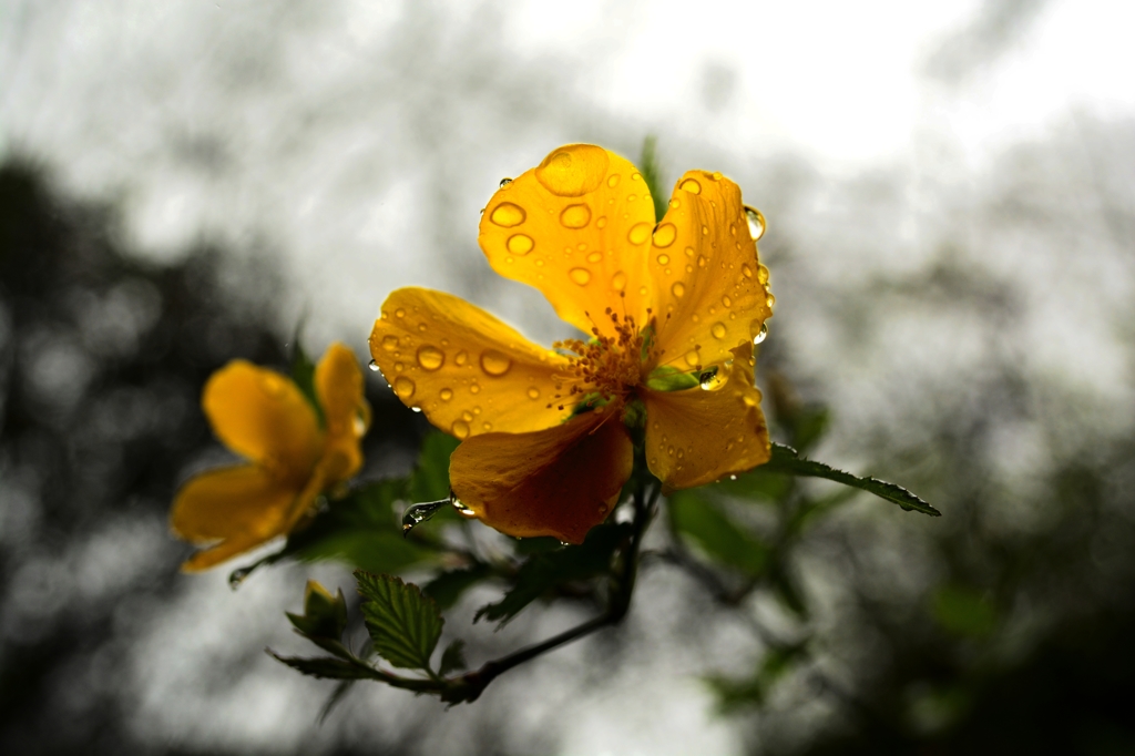 雨にヤマブキ