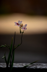 静寂の花