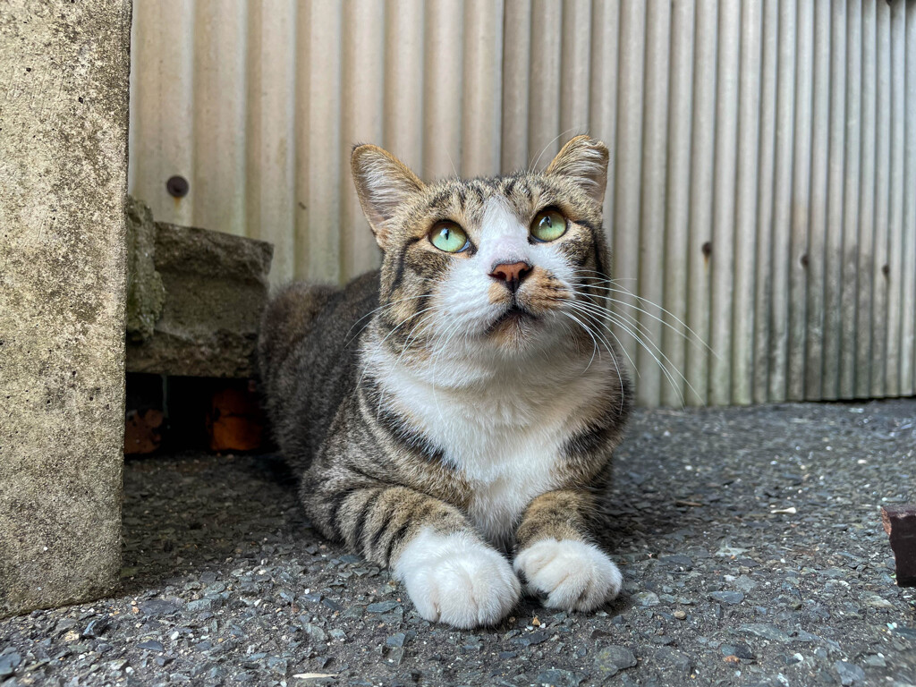 むちゃ丸、空を仰ぐ！