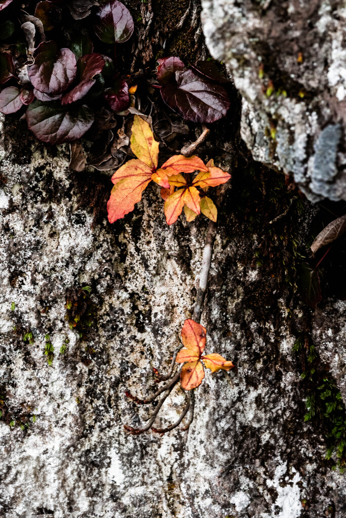 小さな紅葉