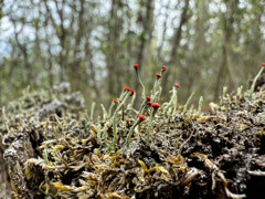 地衣類の森