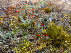 天然の寄せ植え