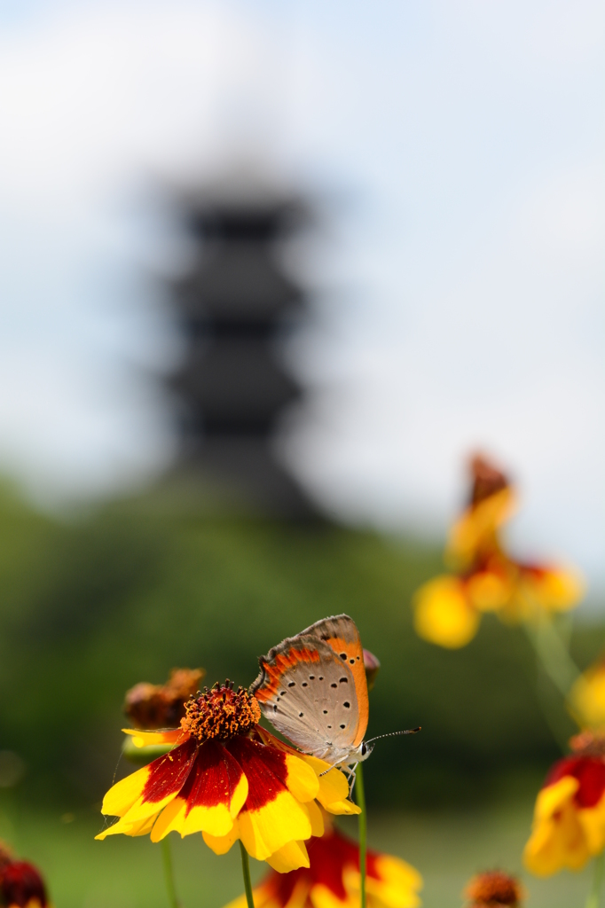 蝶に花、そして五重塔