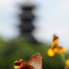 蝶に花、そして五重塔