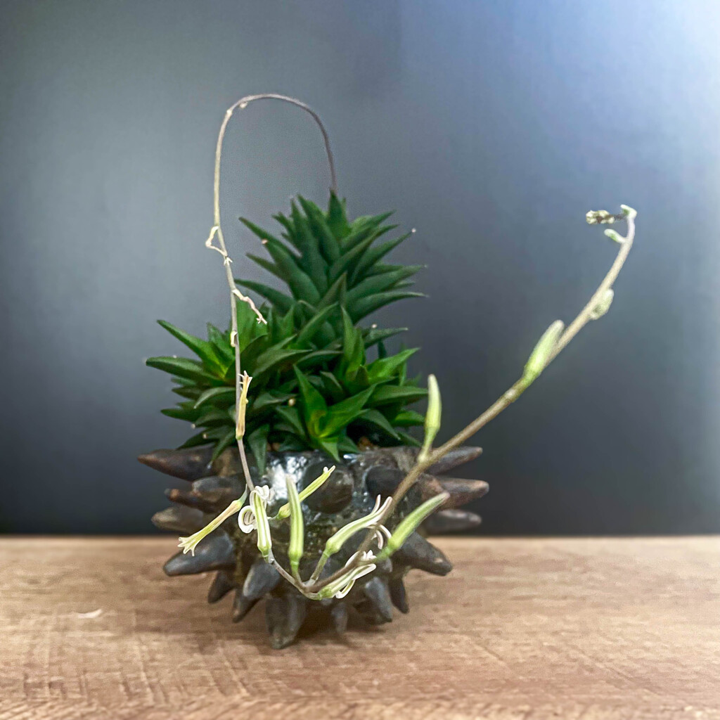 ハオルチアの開花