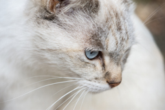 White cat with blue eyes