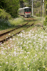 お花の季節\(^^)/