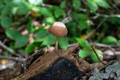 キノコの山