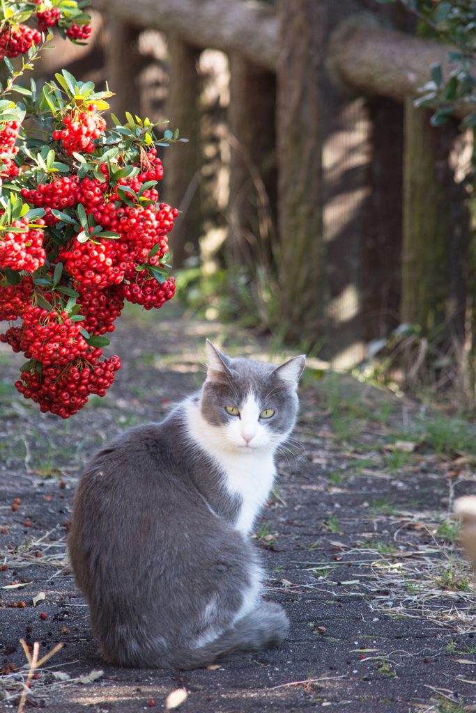猫とピラカンサ