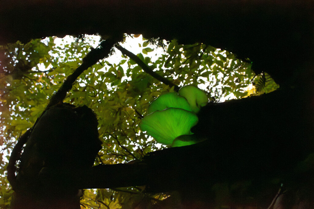 時期が遅かった^^;