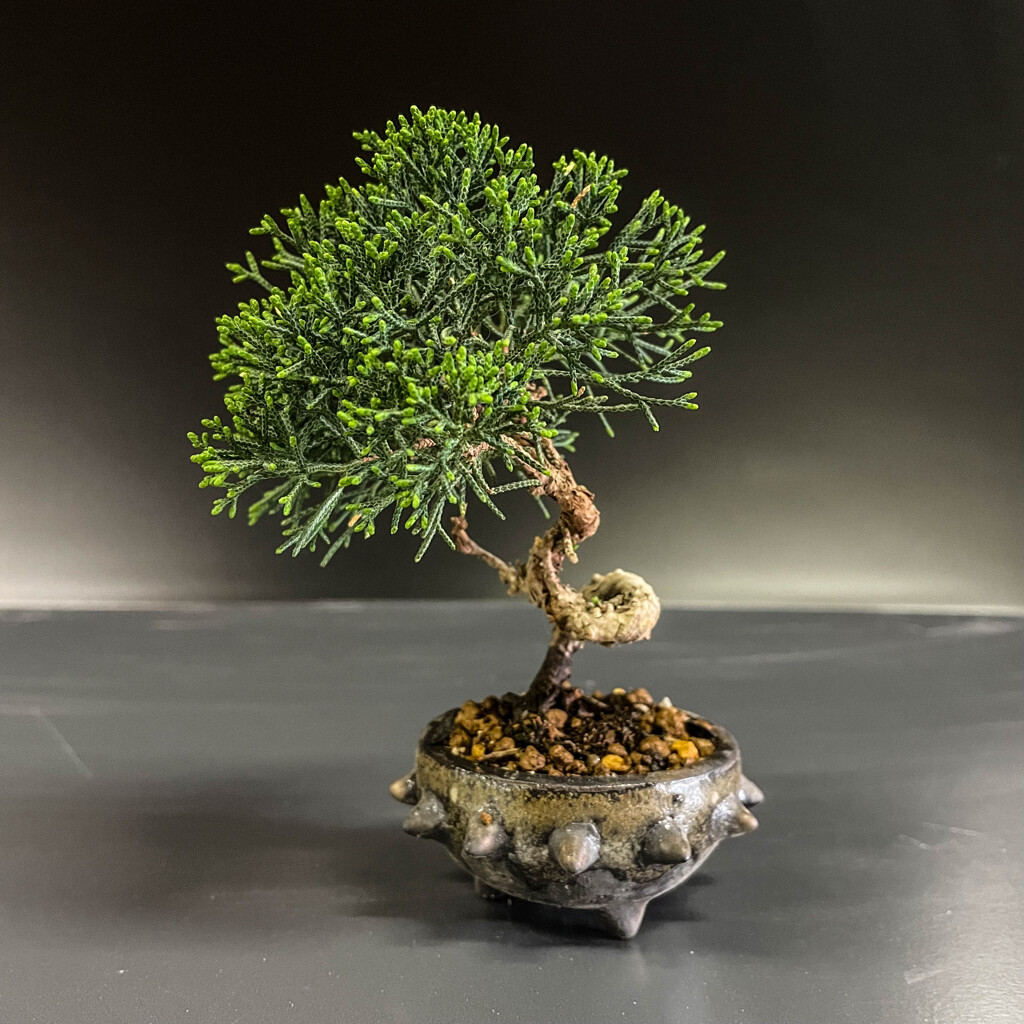 植え替えと散髪いたしました
