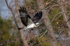 飛び去る