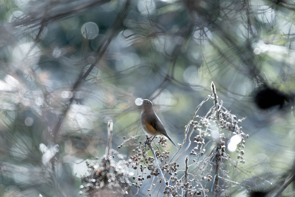 柔らかな光の前で