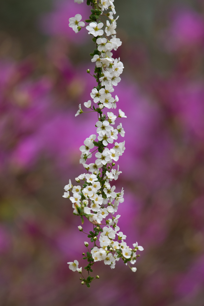 天然の花飾り